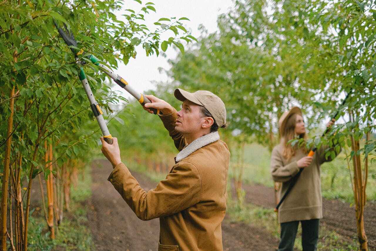 Best Tree Cutting Near Me  in Elsberry, MO